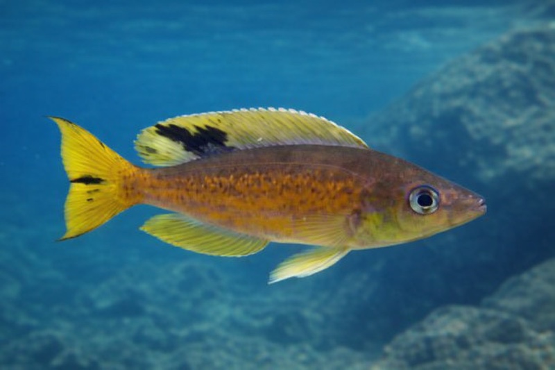 Cyprichromis microlepidotus 'Kibige Island'